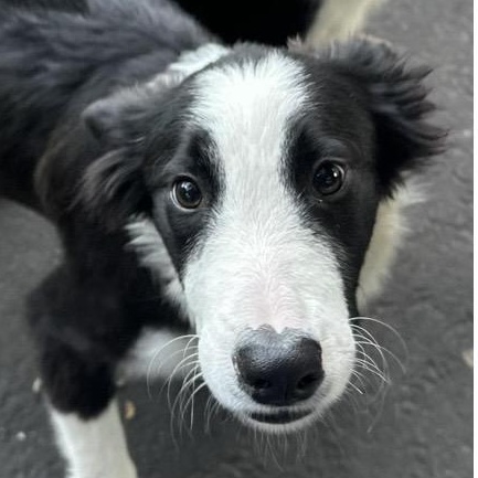 Enlarge Drew, a ADOPTABLE mixed breed in Santa Rosa, CA image 1/1