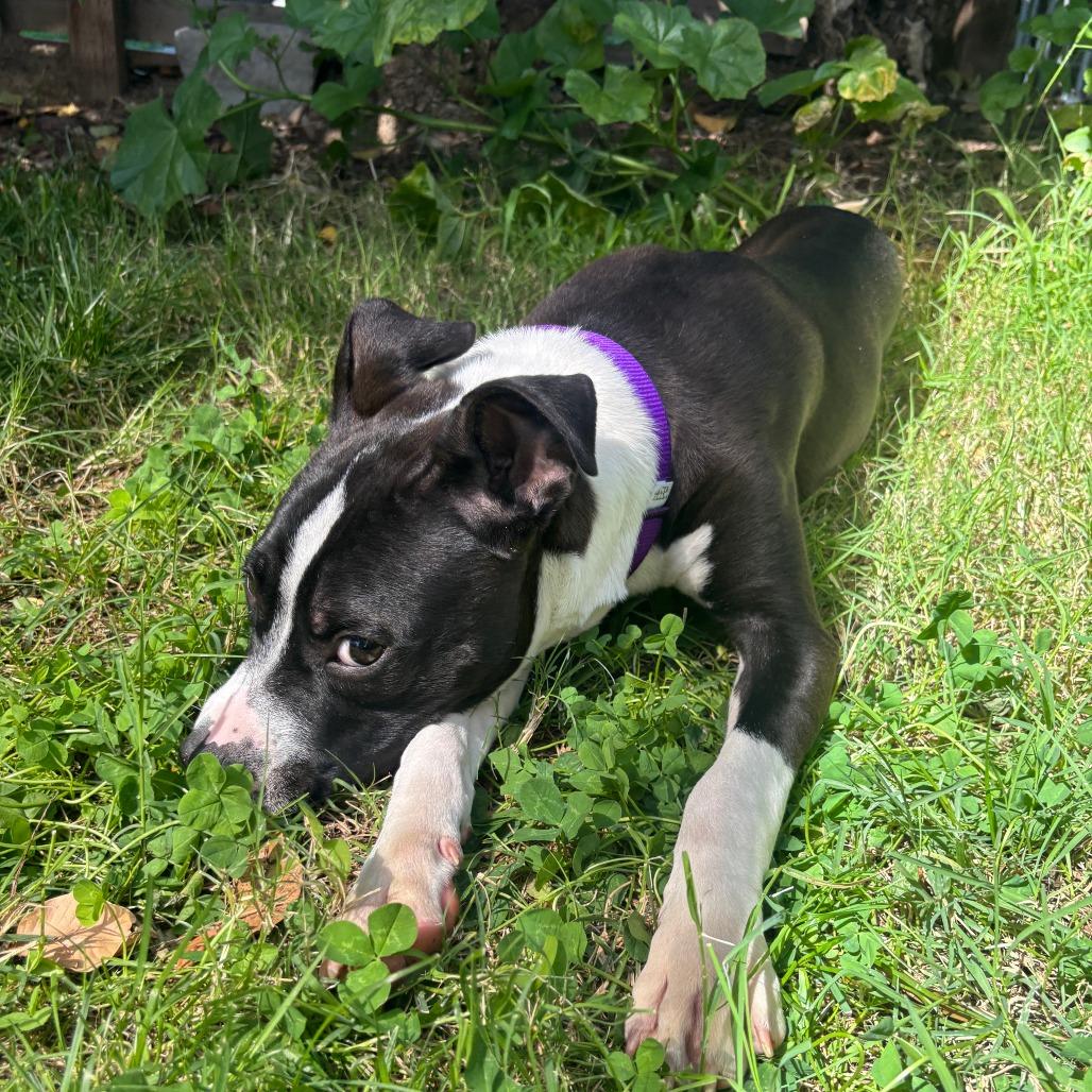 Milky, Adoptable, Young Male Pit Bull Terrier.