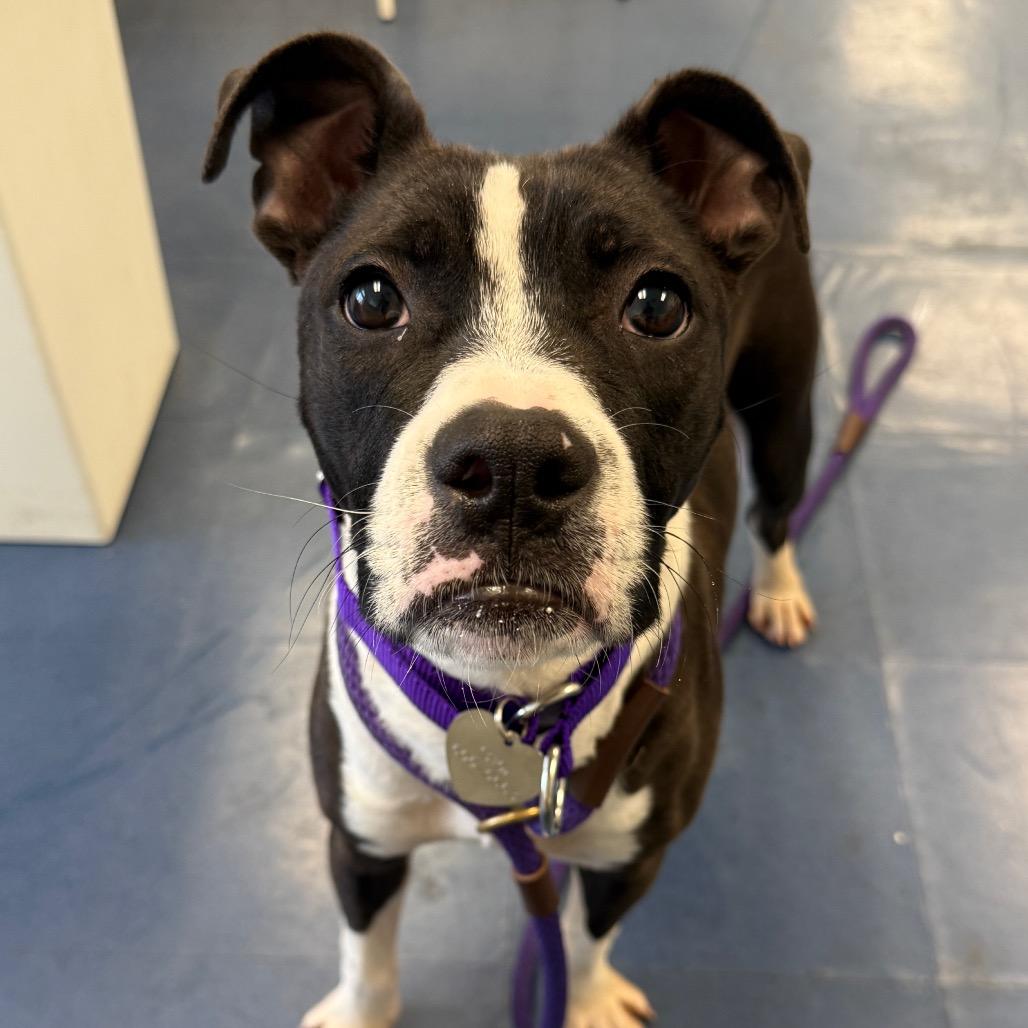 Enlarge Milky, a Adoptable Pit Bull Terrier in Los Angeles, CA image 2/6
