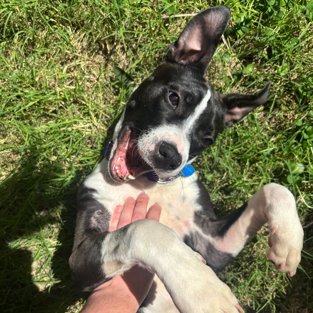 Enlarge Milky, a Adoptable Pit Bull Terrier in Los Angeles, CA image 3/6