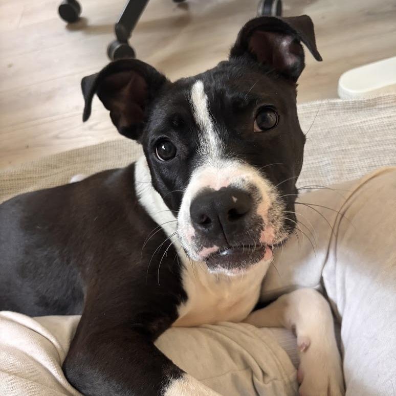 Enlarge Milky, a Adoptable Pit Bull Terrier in Los Angeles, CA image 4/6