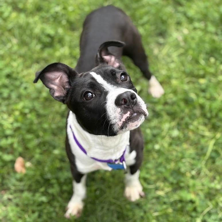 Enlarge Milky, a Adoptable Pit Bull Terrier in Los Angeles, CA image 5/6