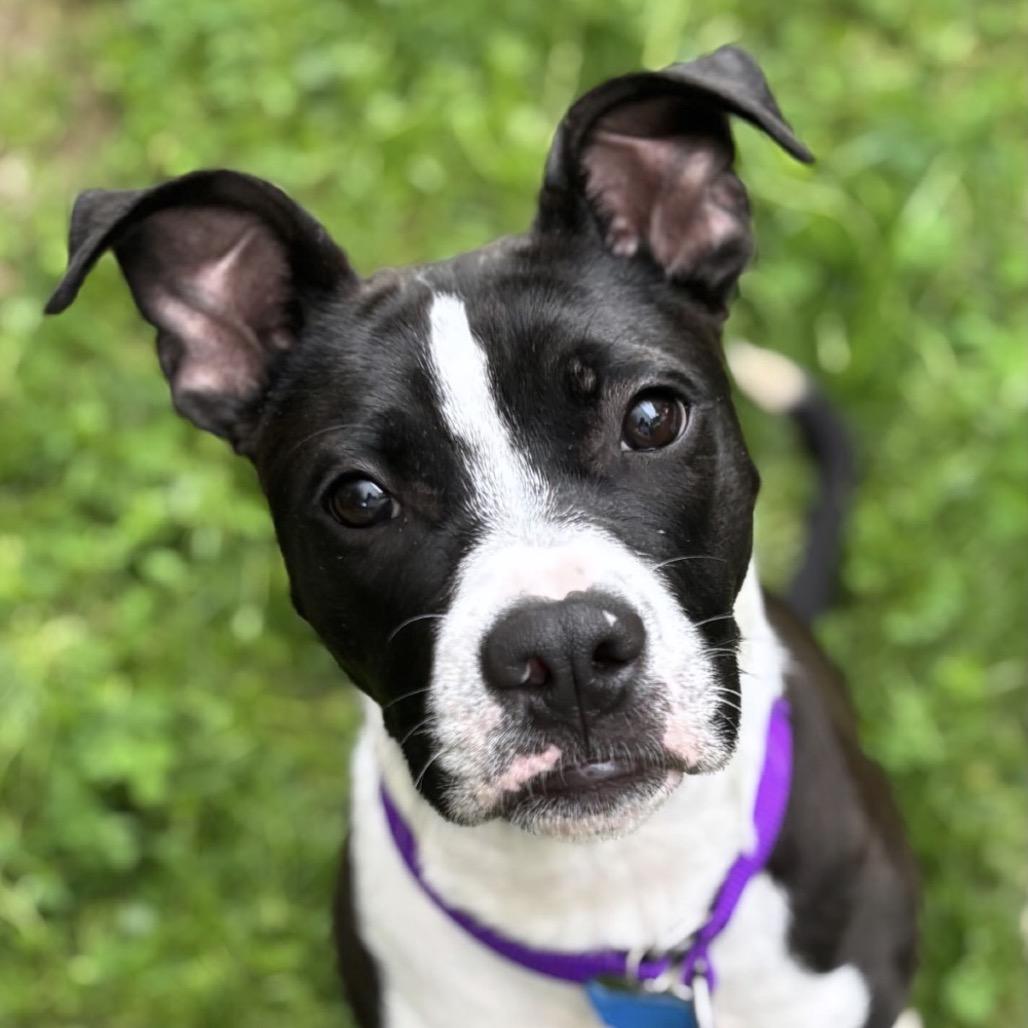 Enlarge Milky, a Adoptable Pit Bull Terrier in Los Angeles, CA image 6/6