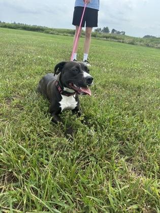 Enlarge Amire, a Adoptable mixed breed in Columbus, IN image 1/3