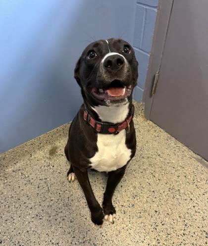 Enlarge Amire, a Adoptable mixed breed in Columbus, IN image 2/3