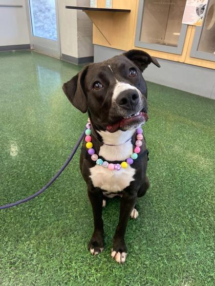 Enlarge Amire, a Adoptable mixed breed in Columbus, IN image 3/3