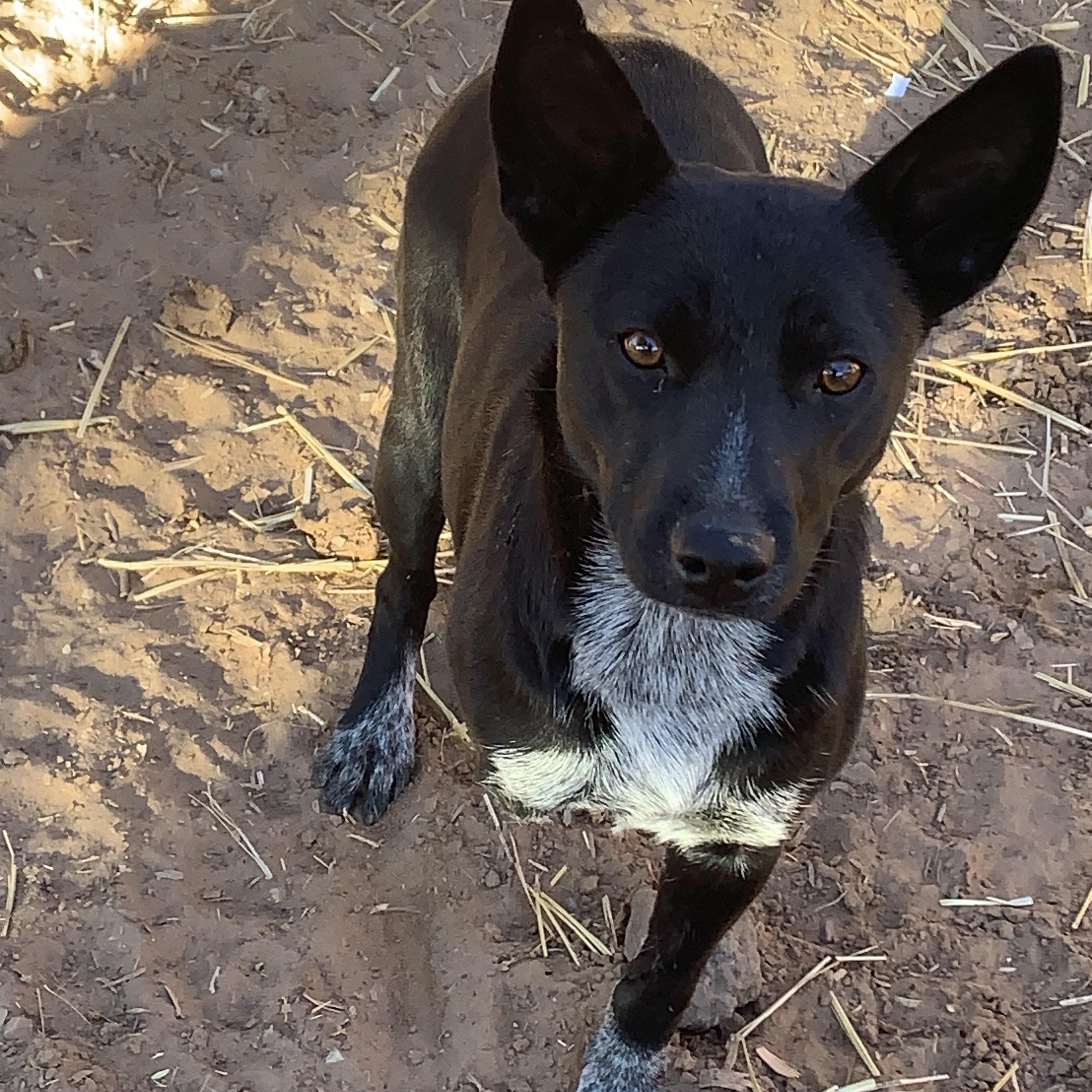 Zelda, ADOPTABLE, Young Female Australian Shepherd & Australian Cattle Dog / Blue Heeler.