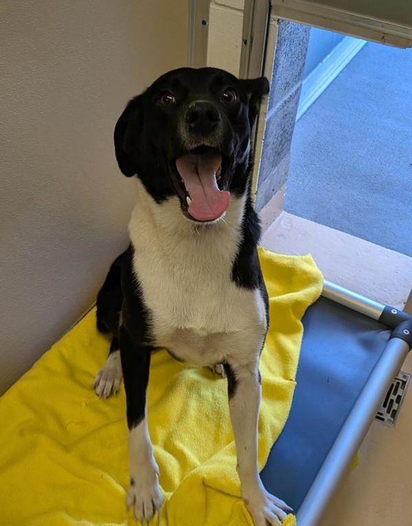 Enlarge Tito 46103, a Adoptable mixed breed in Pocatello, ID image 1/1