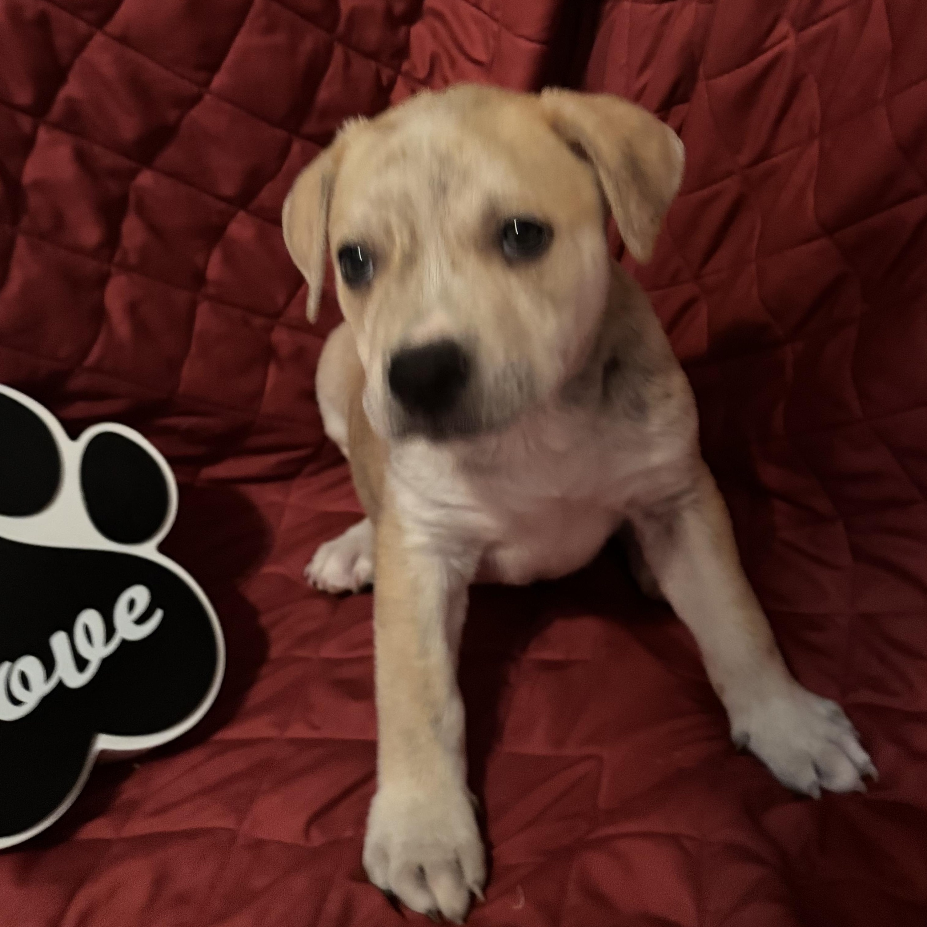 Enlarge Truffle, a Adoptable mixed breed in McHenry, IL image 1/1