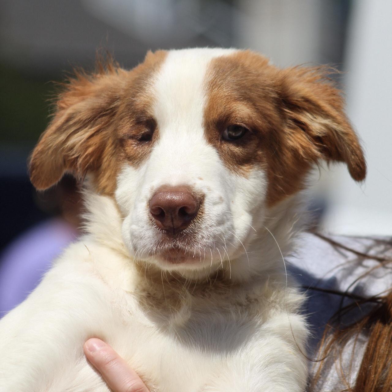 Enlarge Alder, an adopted mixed breed in Columbia, SC image 1/5
