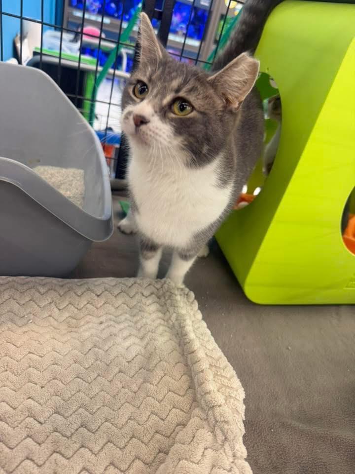 Somia, ADOPTABLE, Kitten Female Domestic Short Hair.