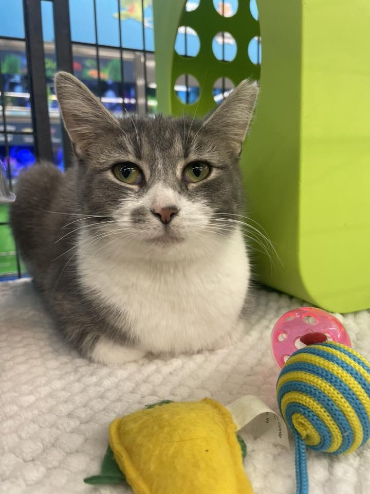 Enlarge Somia, a ADOPTABLE Domestic Short Hair in Cleveland, OH image 2/2