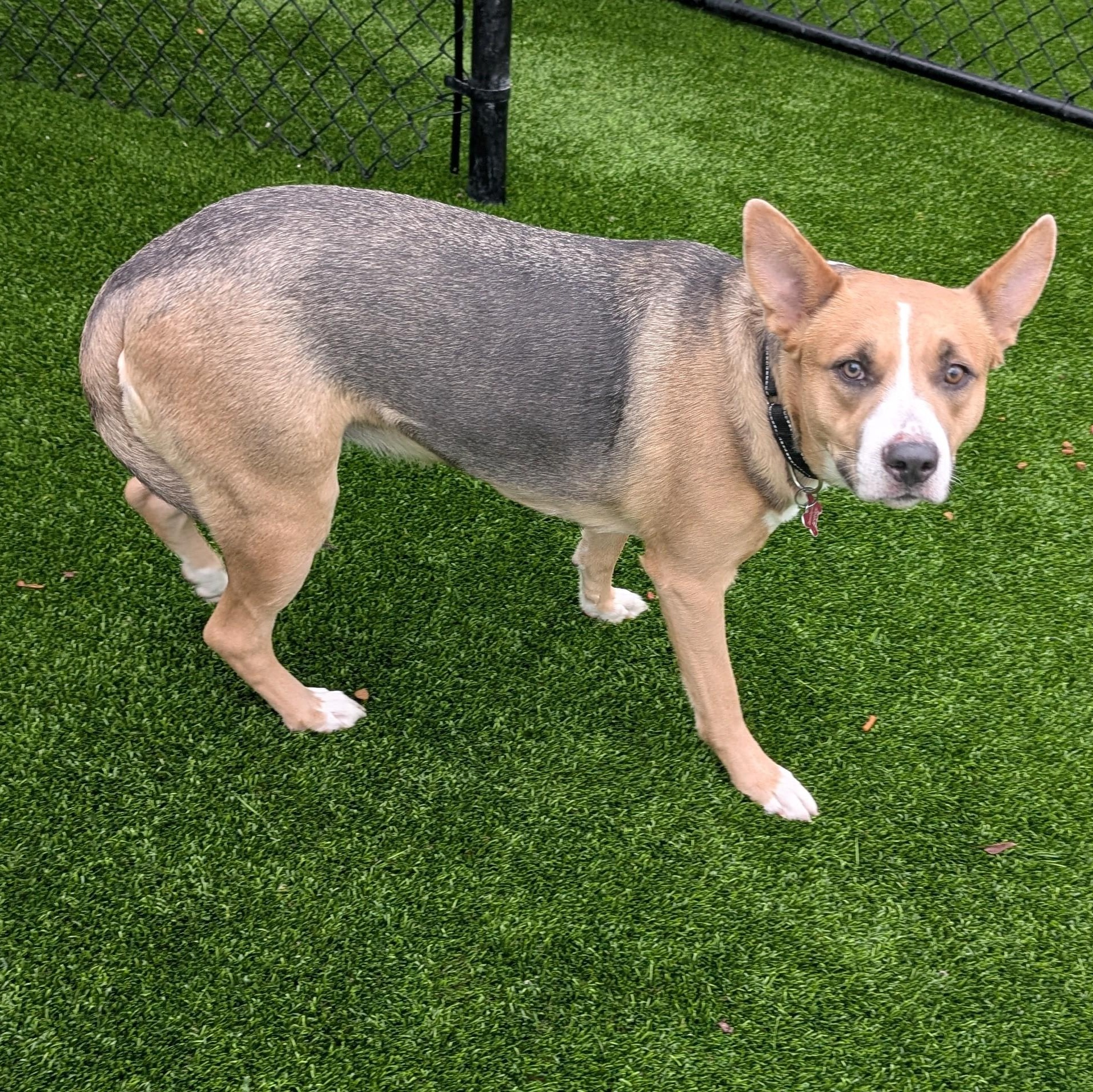 Aries, Adoptable, Adult Female Husky & German Shepherd Dog.