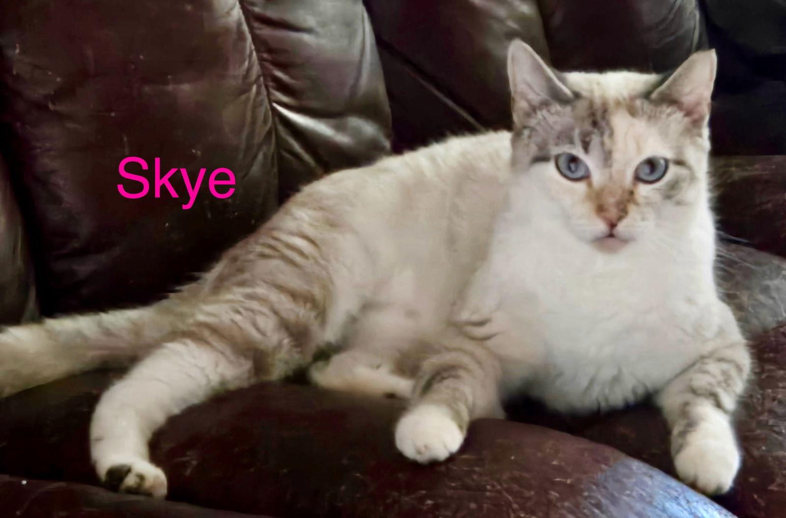 Skye, Adopted, Young Female Siamese & Domestic Short Hair.