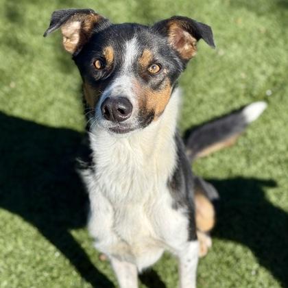 Kermit, ADOPTABLE, Adult Male Border Collie.