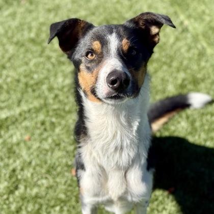 Enlarge Kermit, a ADOPTABLE mixed breed in Red Bluff, CA image 2/3