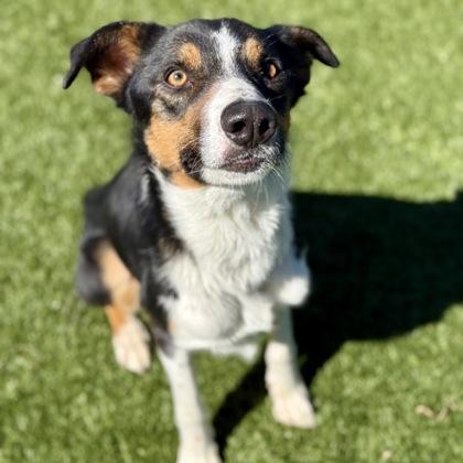 Enlarge Kermit, a ADOPTABLE mixed breed in Red Bluff, CA image 3/3