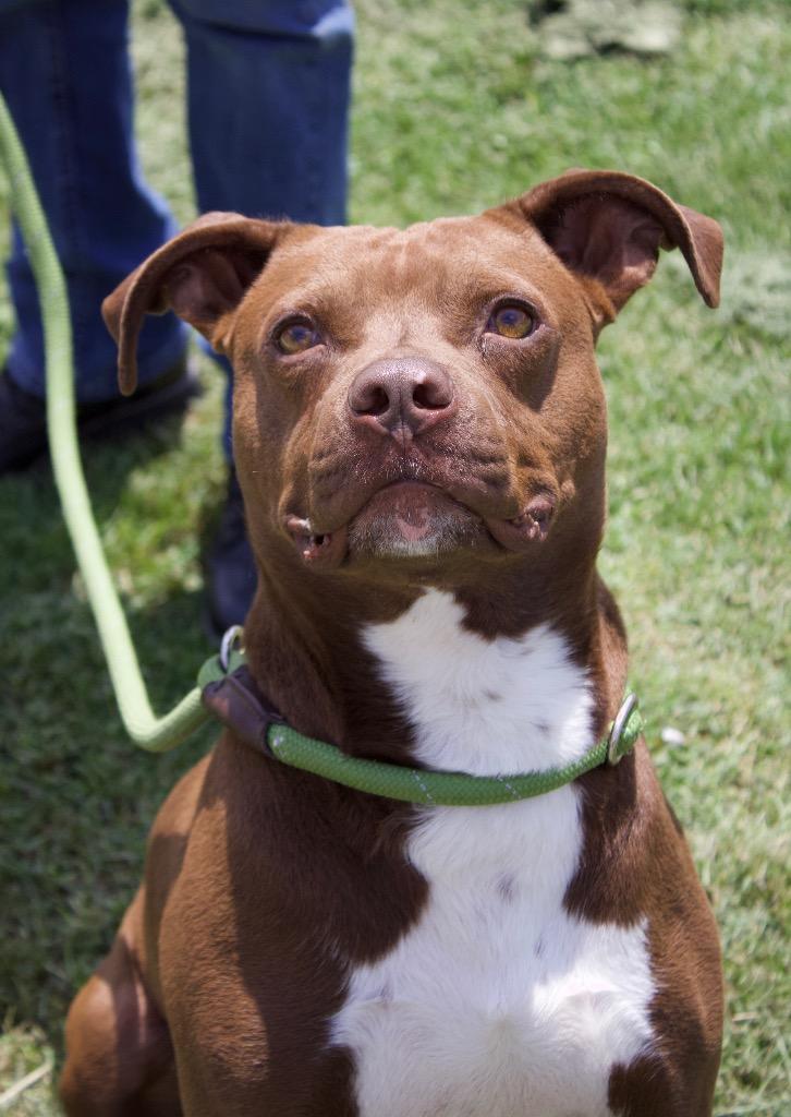 Durbin, Adoptable, Adult Male Boxer & Mixed Breed.