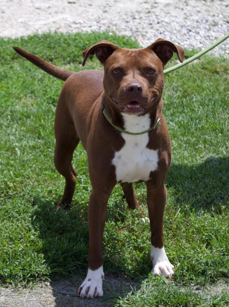Enlarge Durbin, a Adoptable mixed breed in Carthage, MO image 2/4