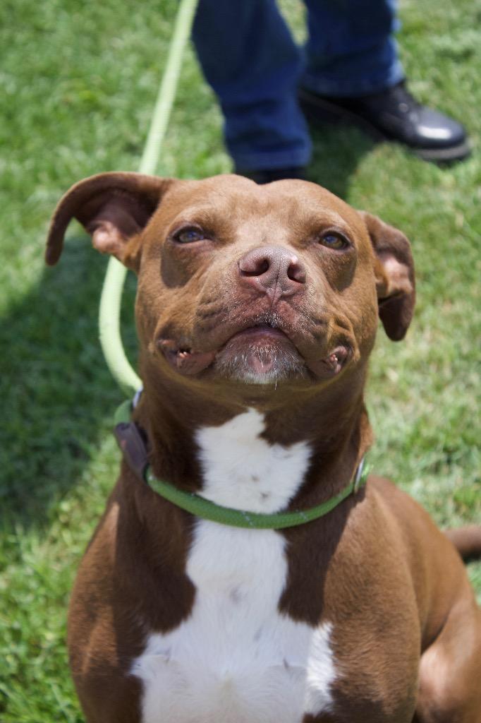 Enlarge Durbin, a Adoptable mixed breed in Carthage, MO image 3/4
