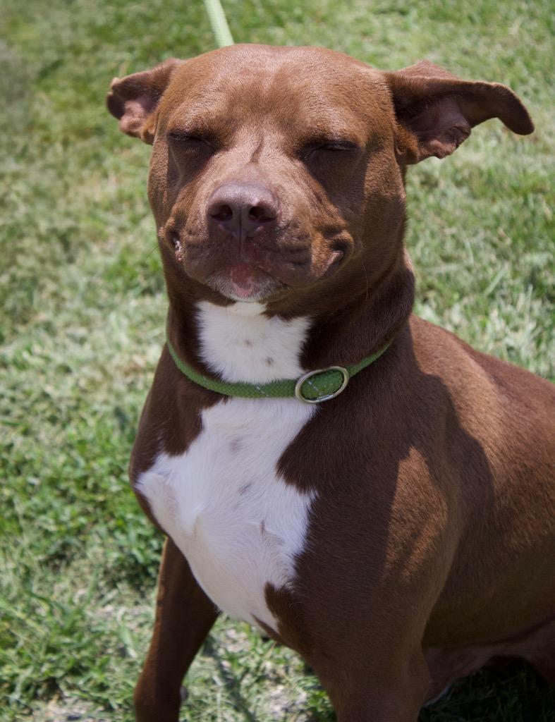 Enlarge Durbin, a Adoptable mixed breed in Carthage, MO image 4/4