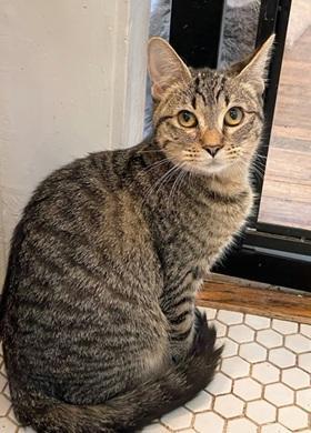 Squeekie, Adoptable, Kitten Female Domestic Short Hair & Tabby.