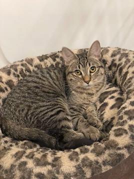Enlarge Squeekie, a Adoptable mixed breed in San Francisco, CA image 2/3