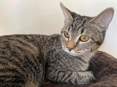 Enlarge Squeekie, a Adoptable mixed breed in San Francisco, CA image 3/3