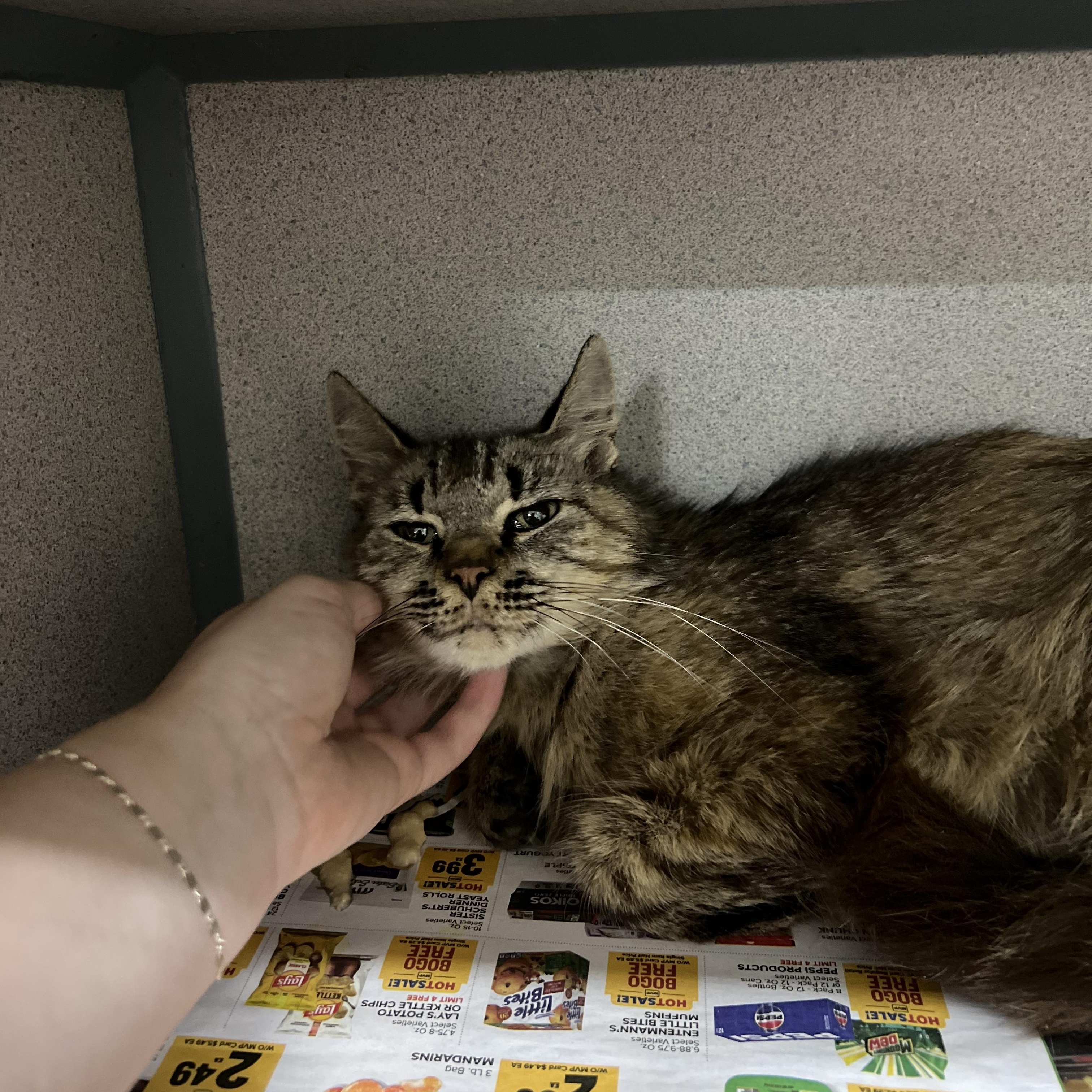 Enlarge Dandelion, a Adoptable Domestic Medium Hair in Worcester, MA image 2/5
