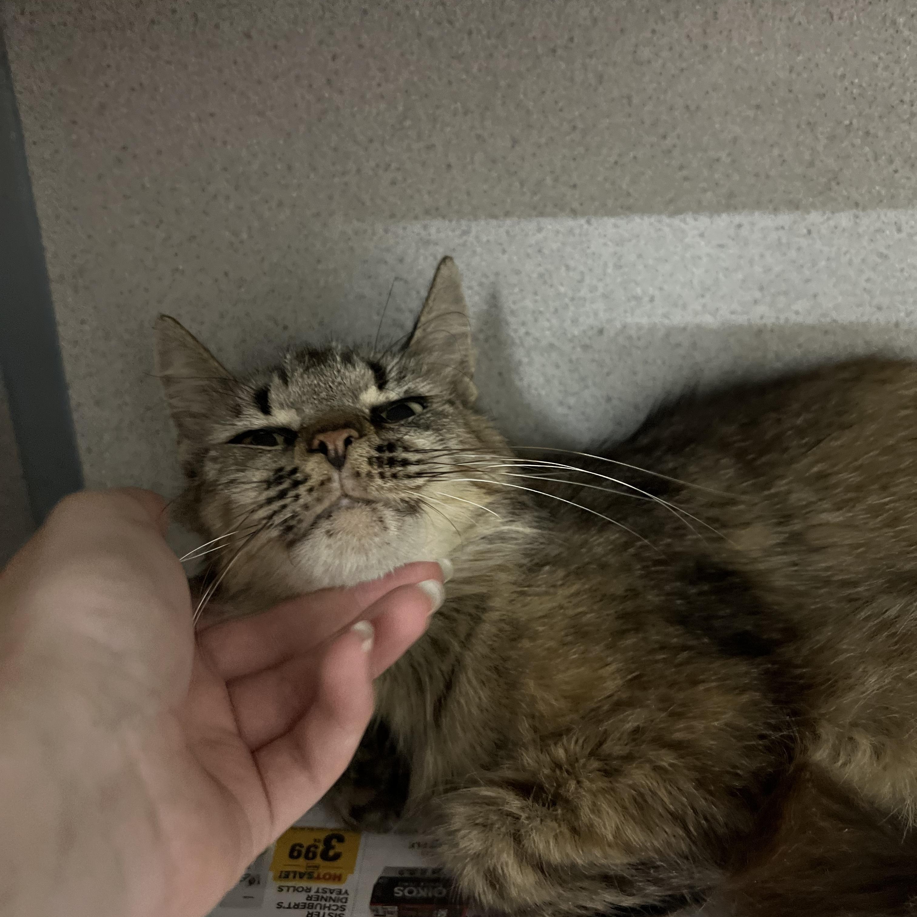 Enlarge Dandelion, a Adoptable Domestic Medium Hair in Worcester, MA image 3/5