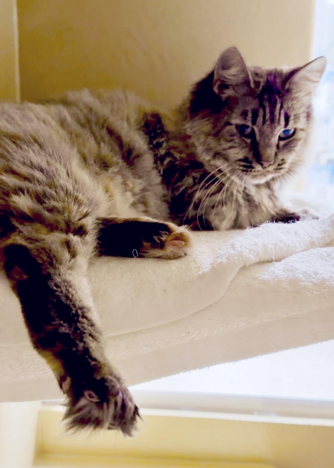 Dandelion, Adoptable, Young Female Domestic Medium Hair.