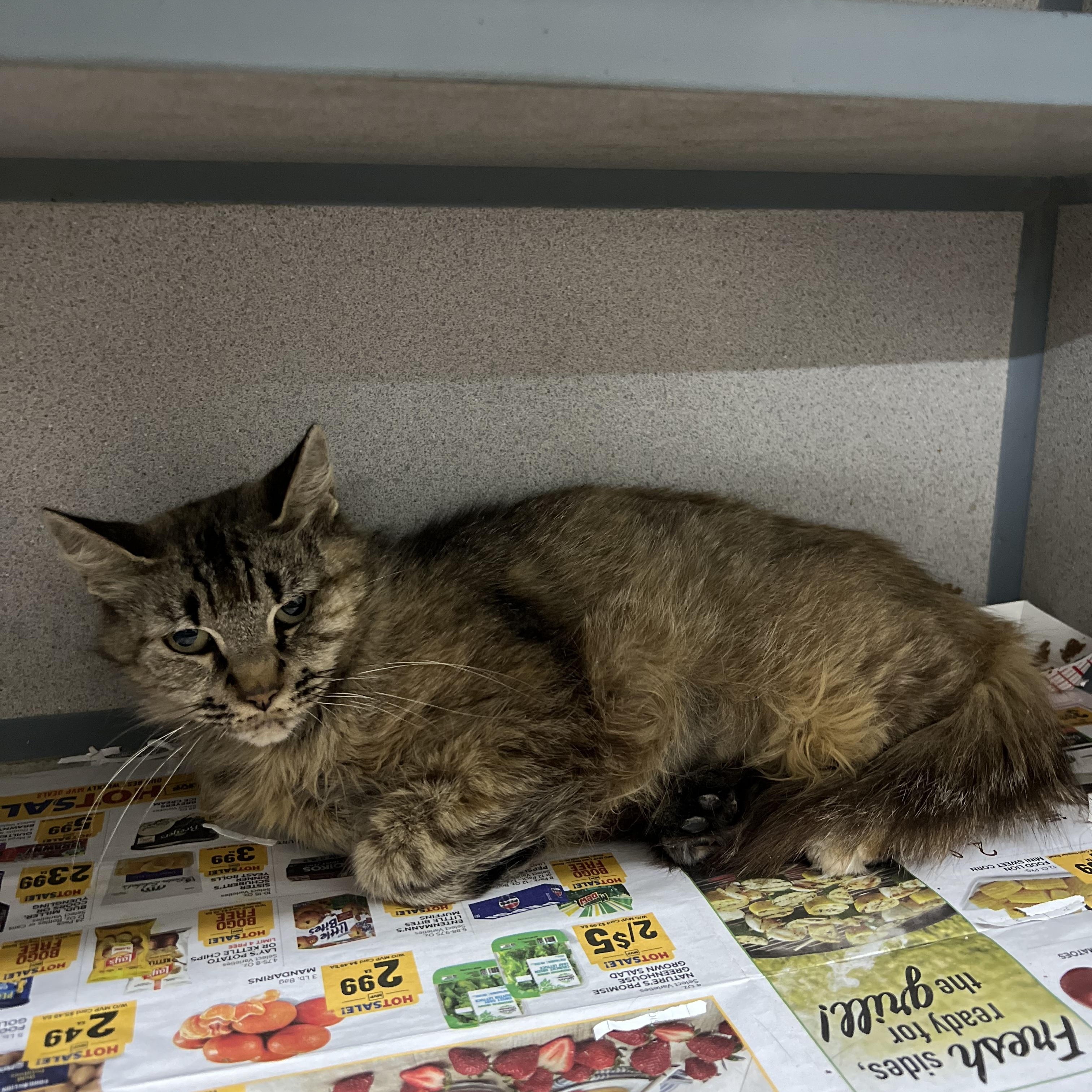 Enlarge Dandelion, a Adoptable Domestic Medium Hair in Worcester, MA image 4/5