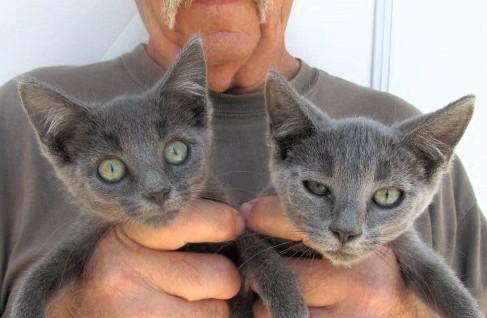 Bonnie & Clyde BONDED sibs