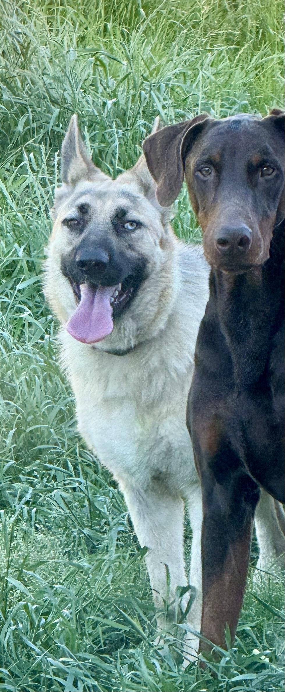Enlarge Blue, a Adoptable mixed breed in Tracy, CA image 1/6