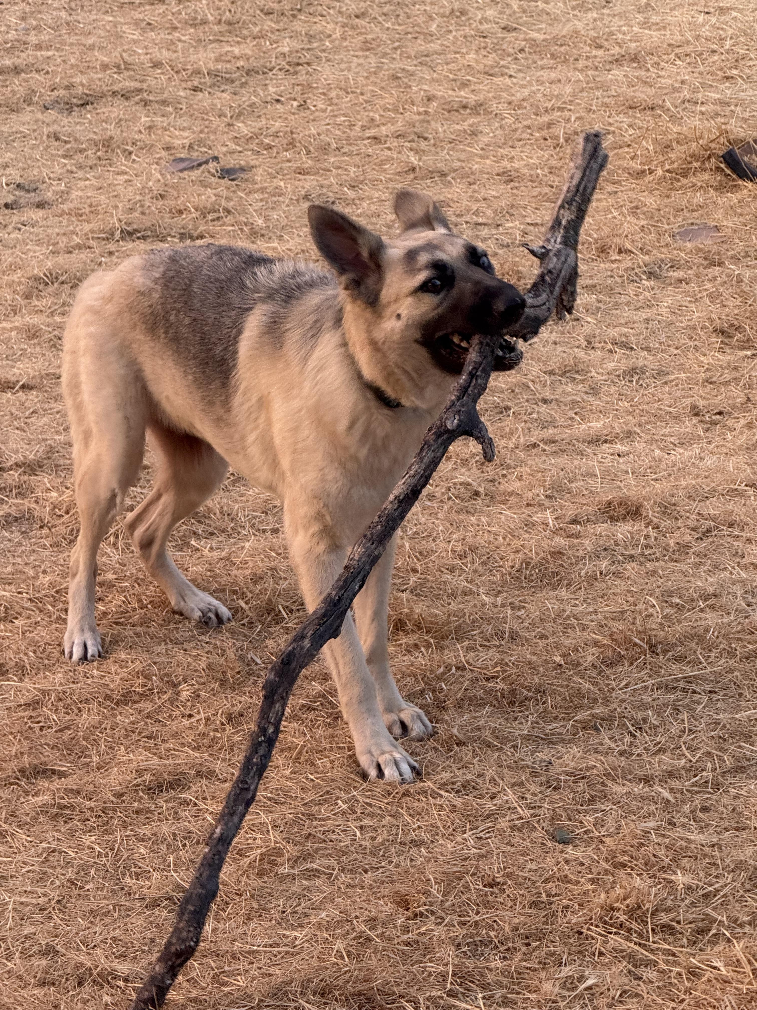 Enlarge Blue, a Adoptable mixed breed in Tracy, CA image 2/6