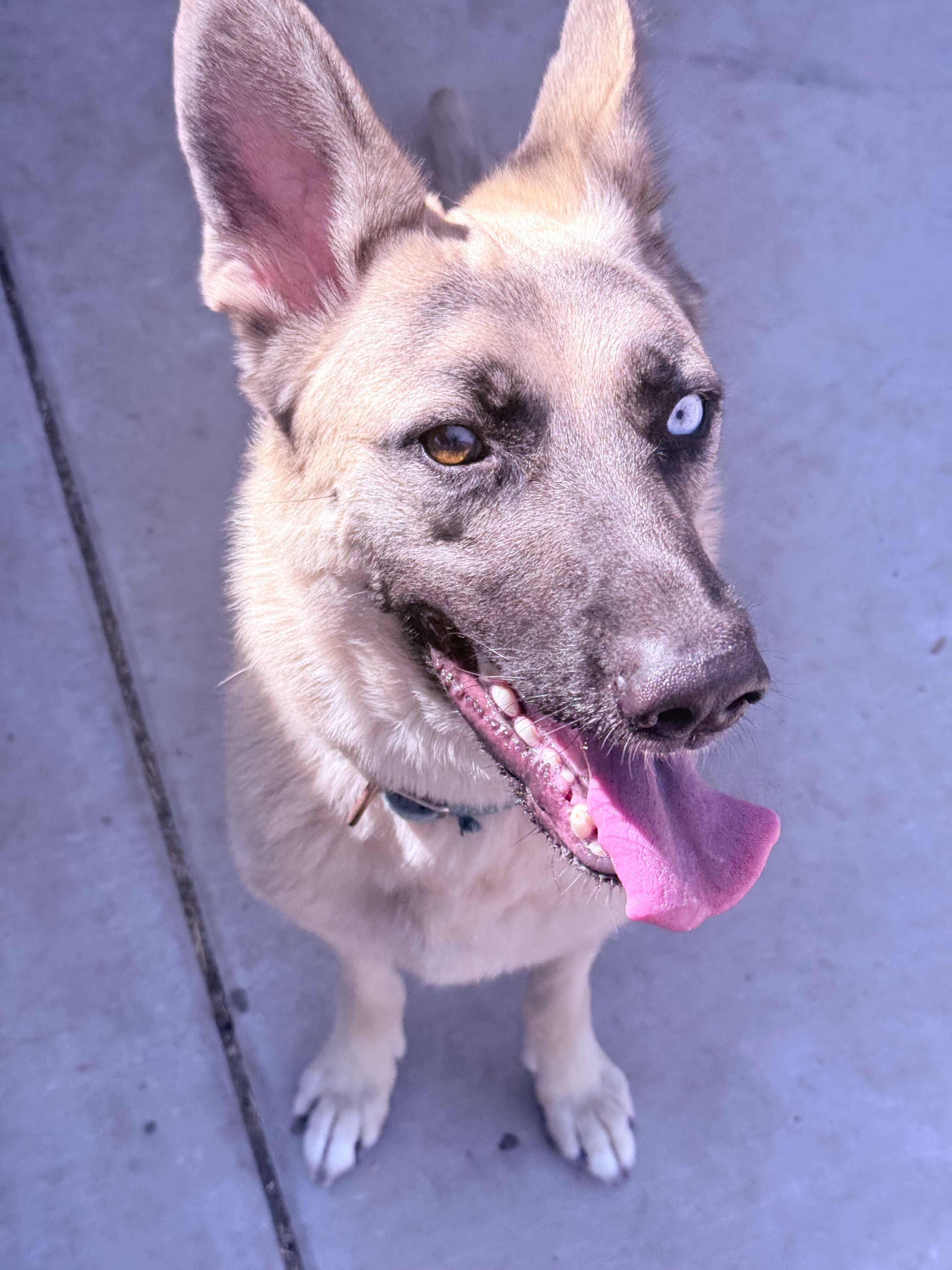 Enlarge Blue, a Adoptable mixed breed in Tracy, CA image 3/6