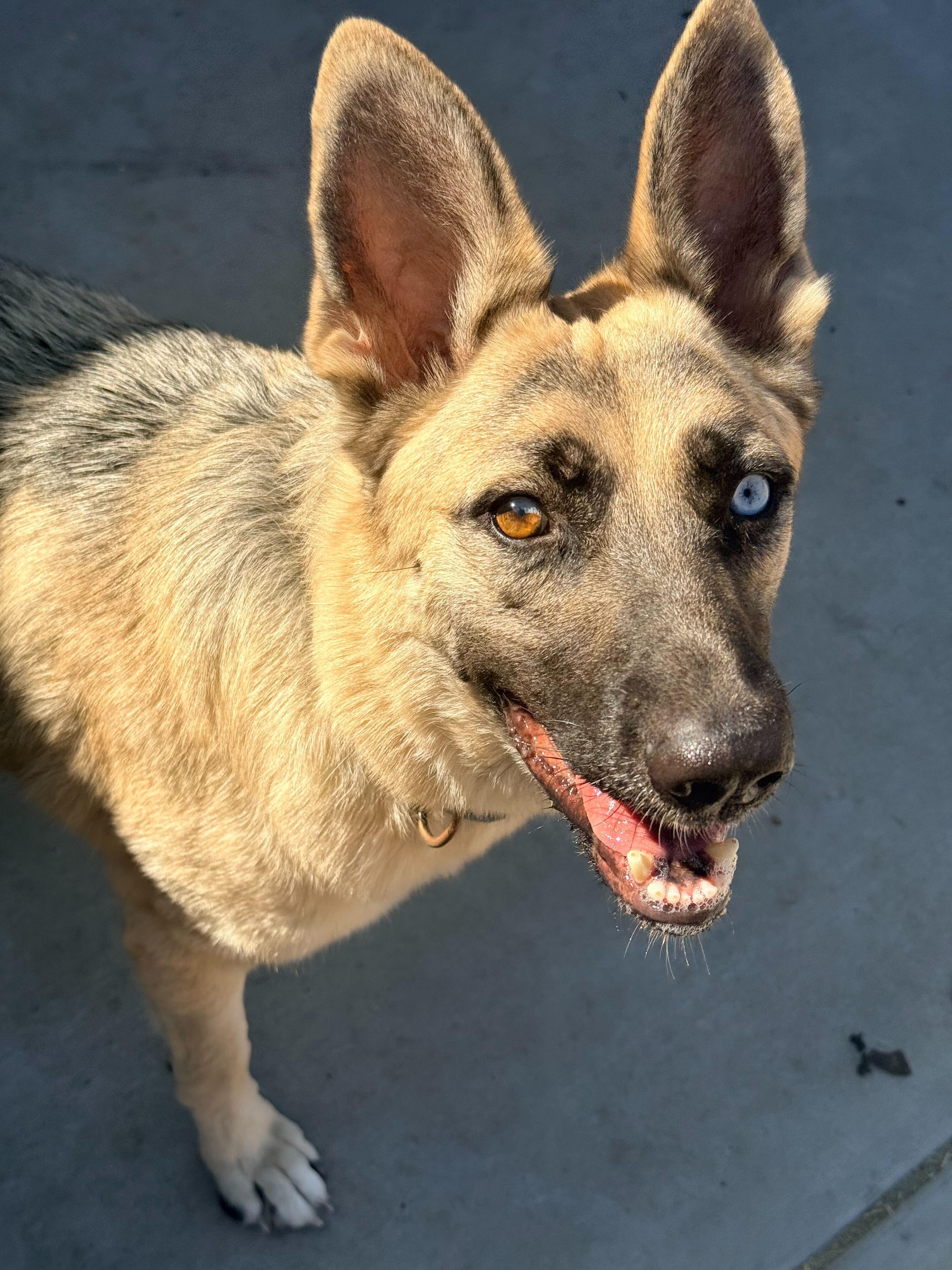 Enlarge Blue, a Adoptable mixed breed in Tracy, CA image 4/6