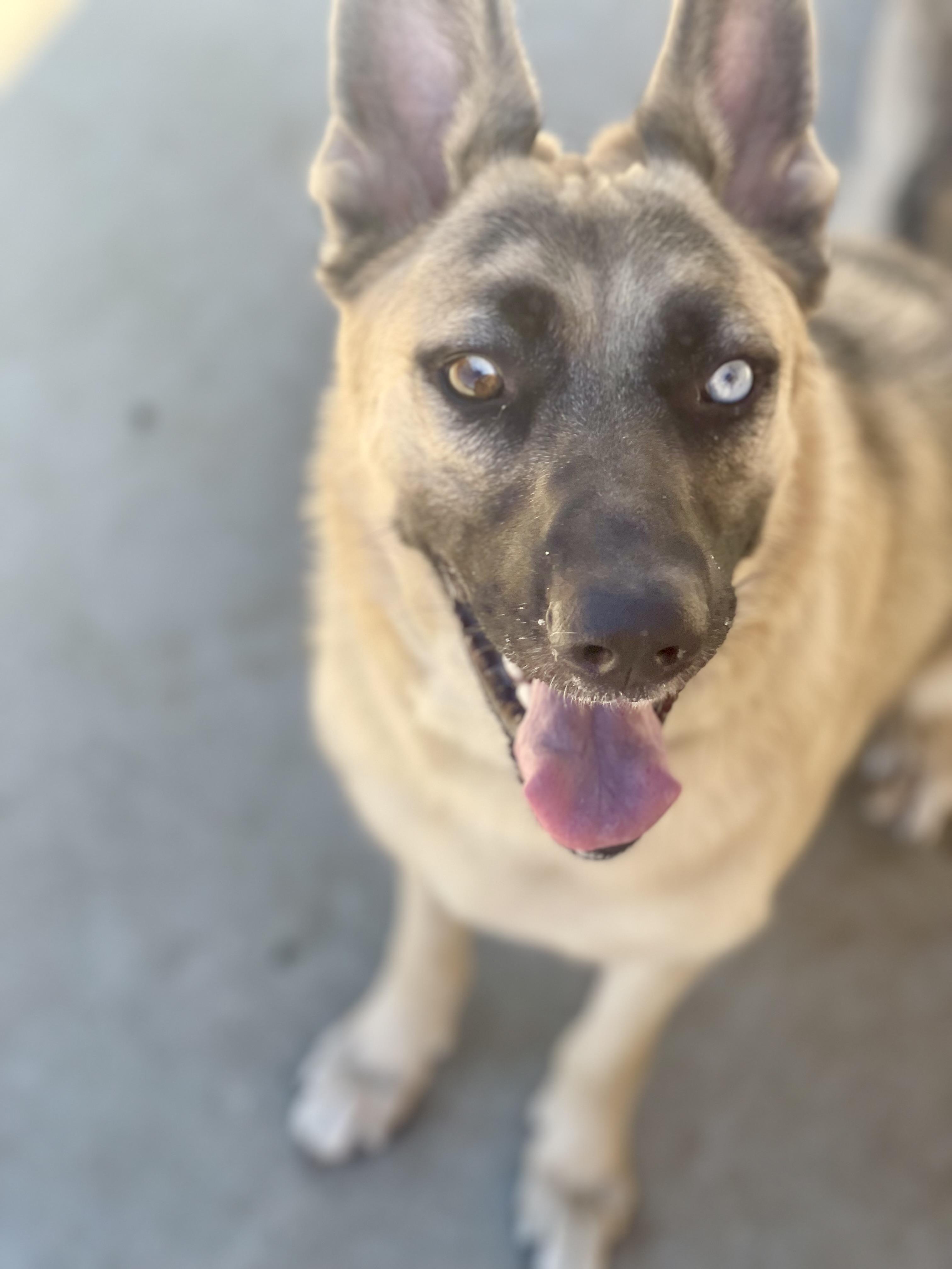 Blue (Lifetime Perks Included), Adoptable, Adult Female German Shepherd Dog & Siberian Husky.