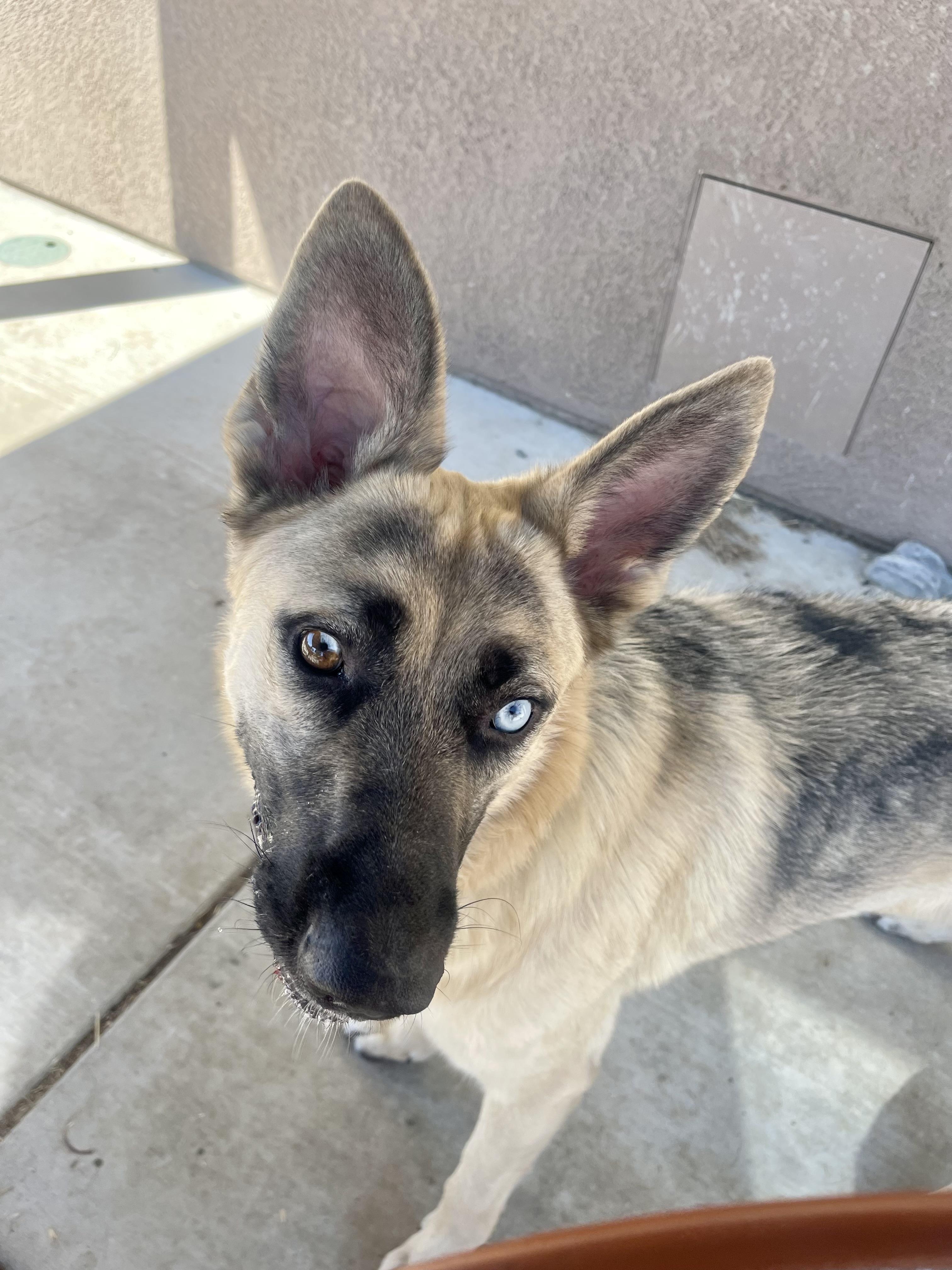 Enlarge Blue, a Adoptable mixed breed in Tracy, CA image 6/6