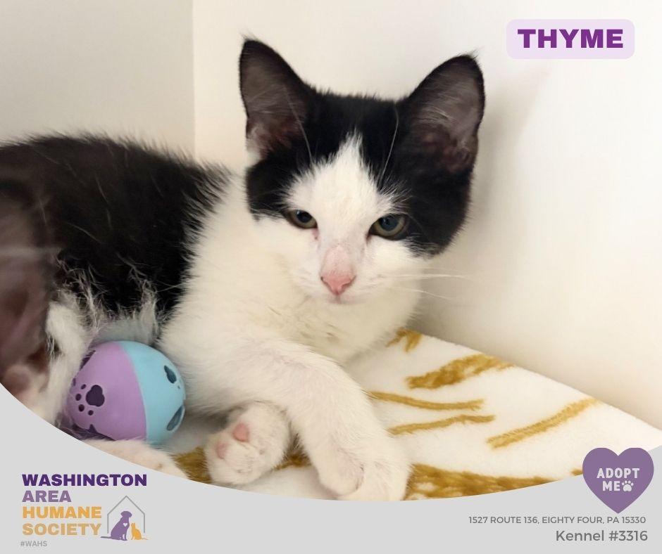 Thyme, adopted, Kitten Male Domestic Short Hair.