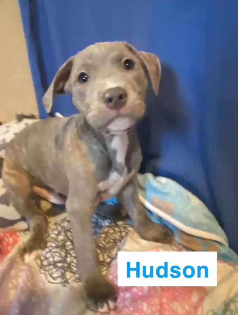 Hudson, Adopted, Puppy Male Pit Bull Terrier.