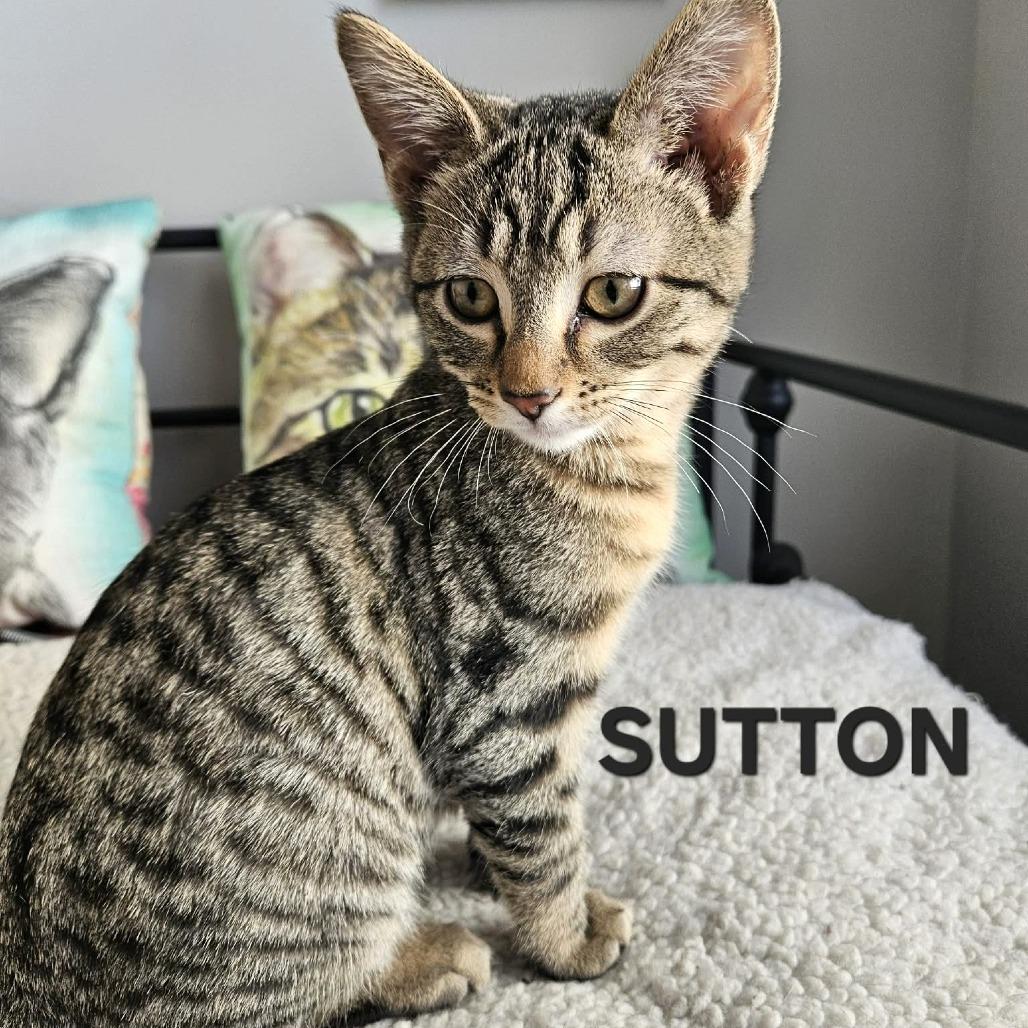 Enlarge Sutton, a Adoptable Domestic Short Hair in FAIRWAY, KS image 1/1