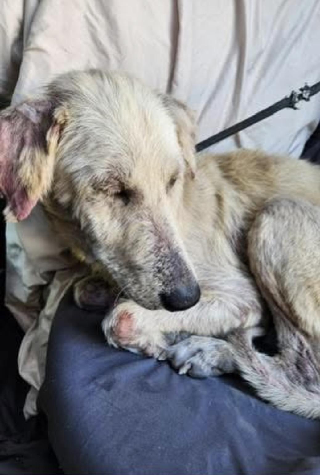 Enlarge Honey, a Adoptable mixed breed in New Rochelle, NY image 5/5