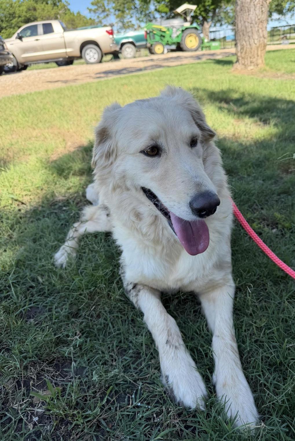Enlarge Honey, a Adoptable mixed breed in New Rochelle, NY image 3/5
