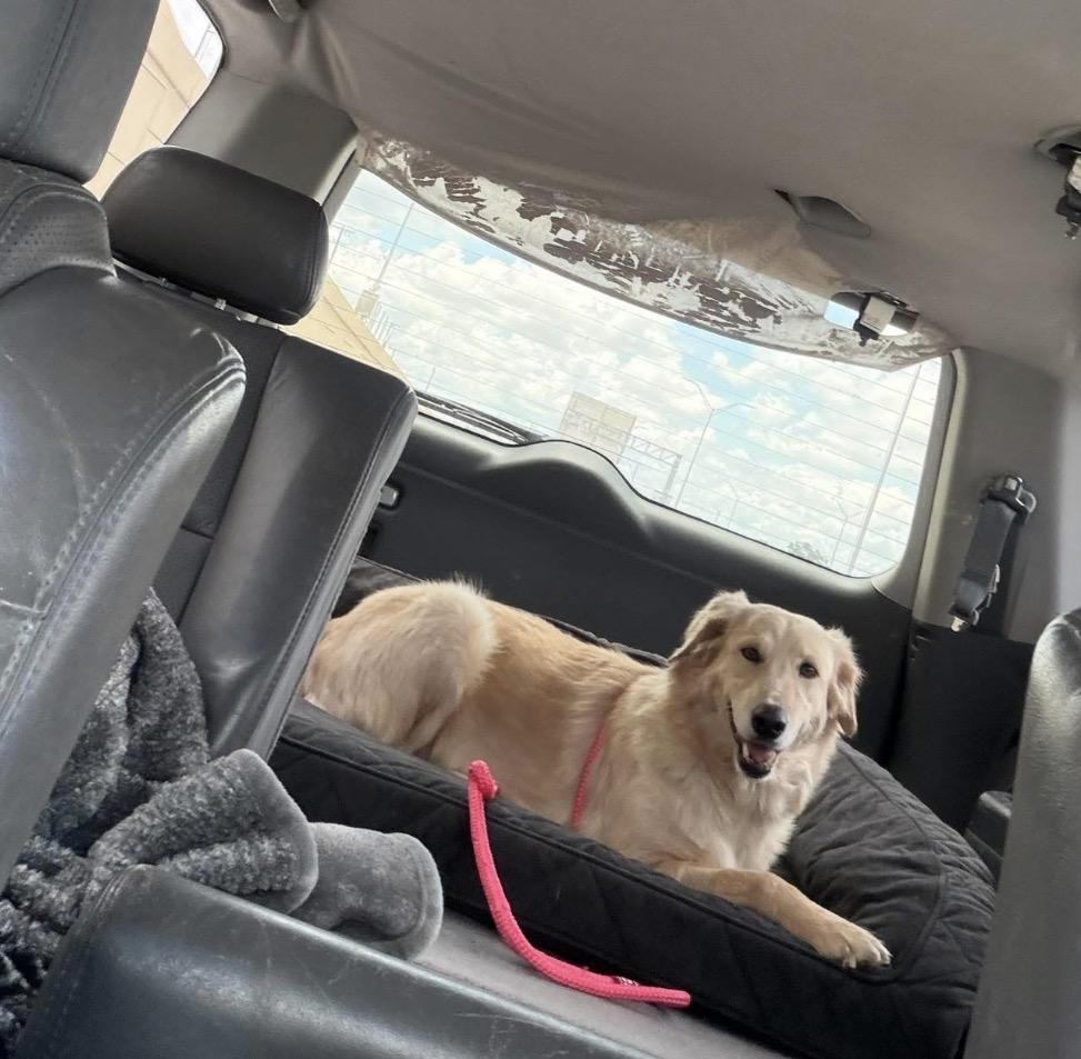Enlarge Honey, a Adoptable mixed breed in New Rochelle, NY image 2/5