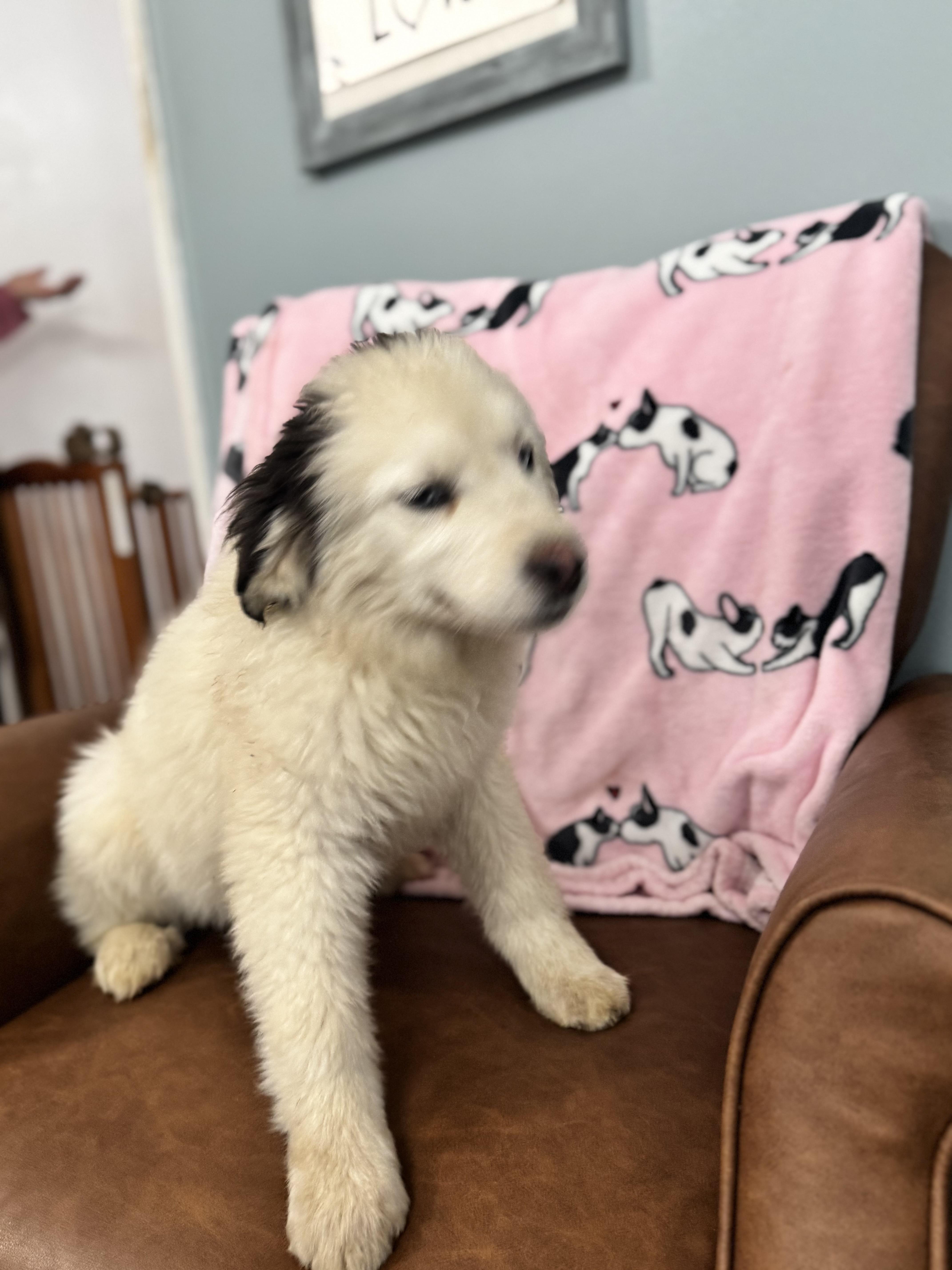 Enlarge Athena , an adopted mixed breed in Sequatchie, TN image 2/4