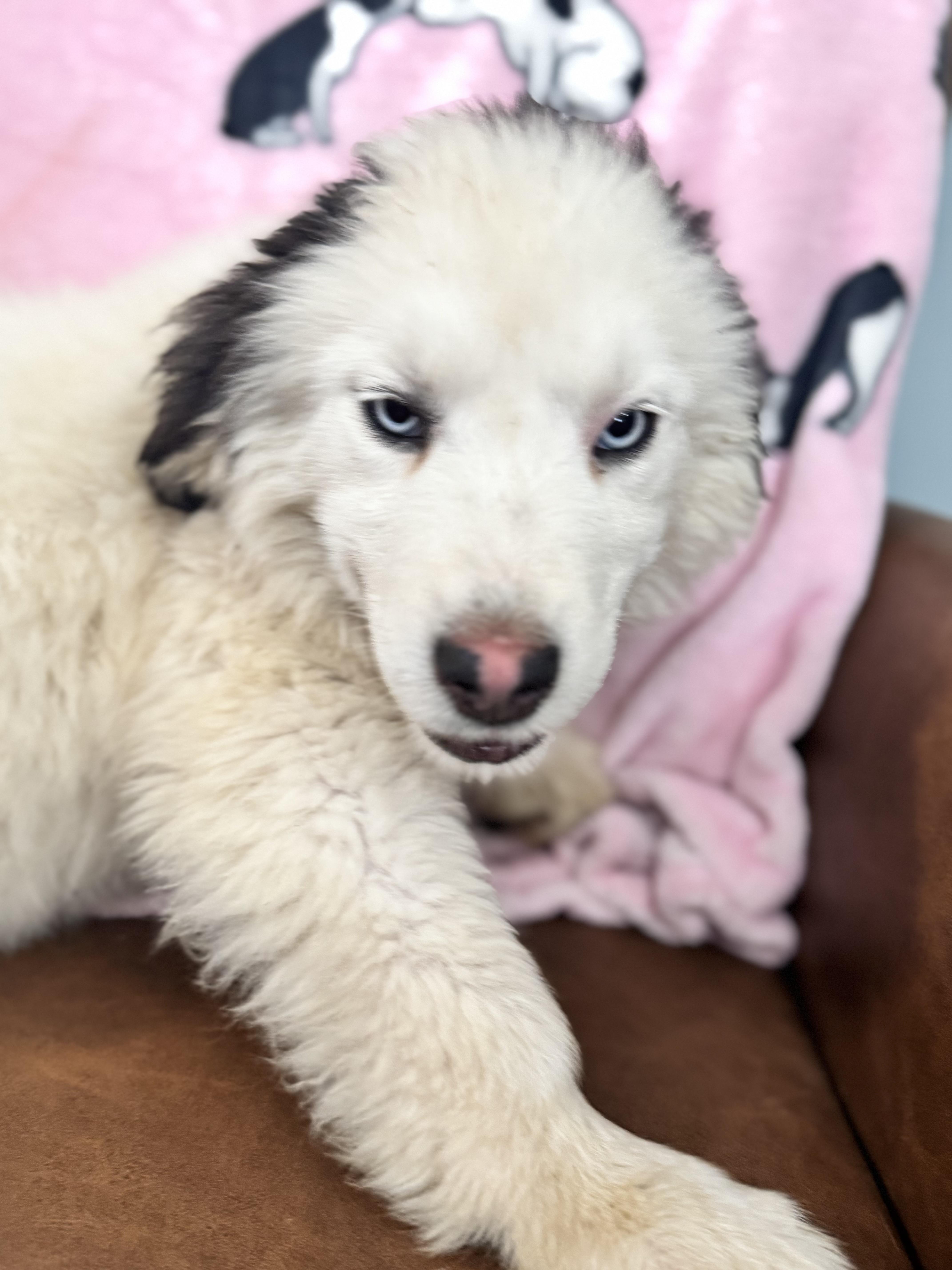 Enlarge Athena , an adopted mixed breed in Sequatchie, TN image 3/4