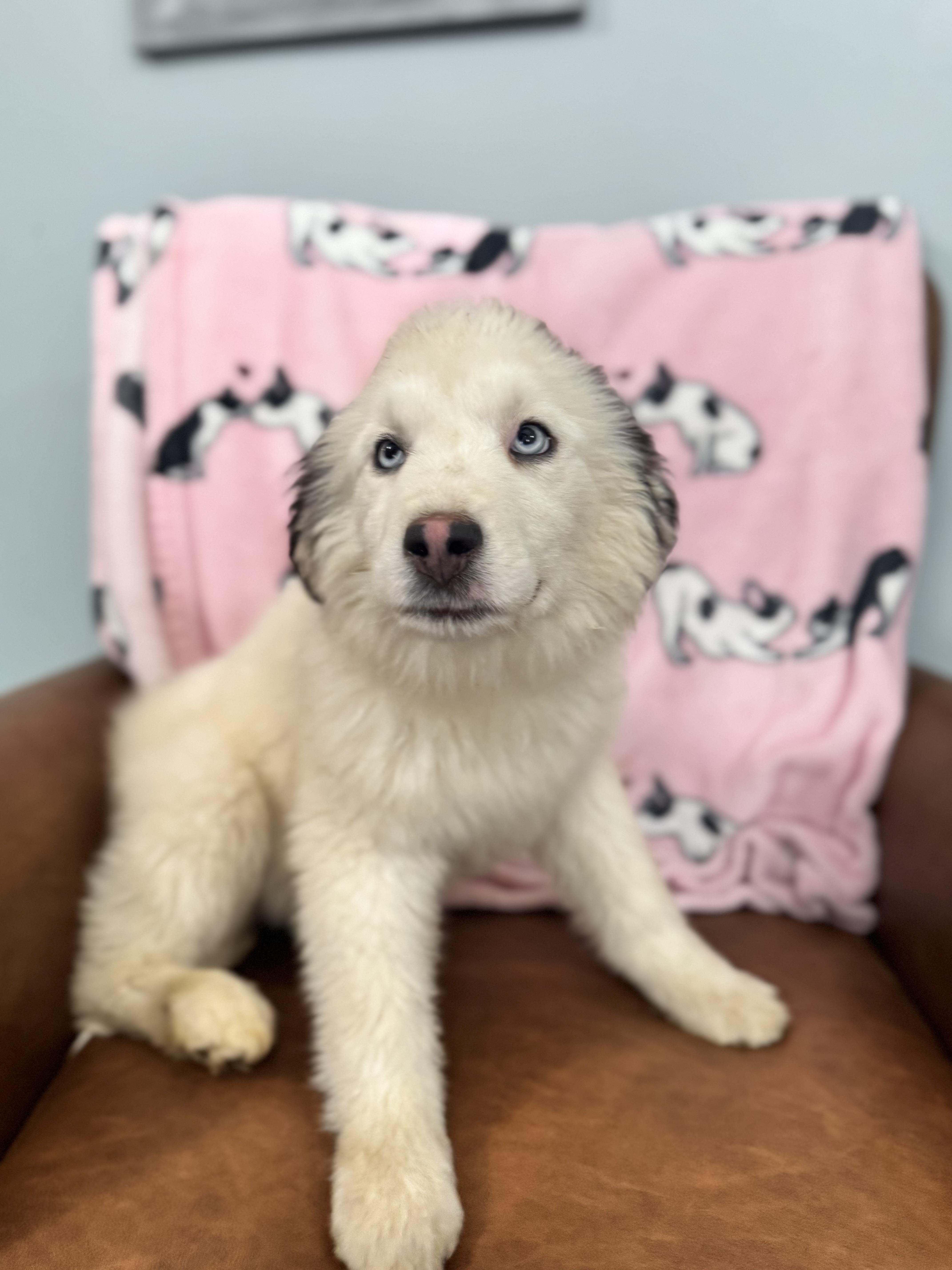 Enlarge Athena , an adopted mixed breed in Sequatchie, TN image 4/4