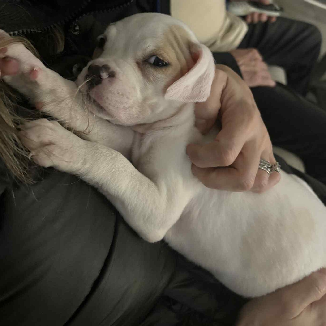 Minnie, an adoption pending mixed breed in Buffalo, NY image 2/5