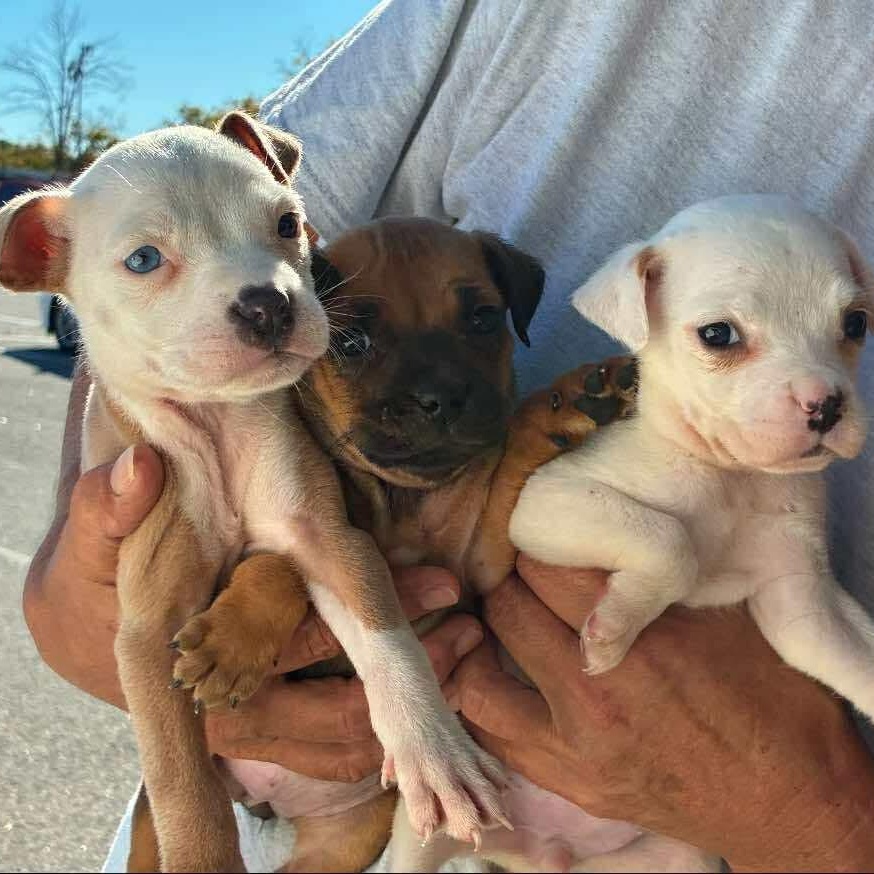 Minnie, an adoption pending mixed breed in Buffalo, NY image 3/5